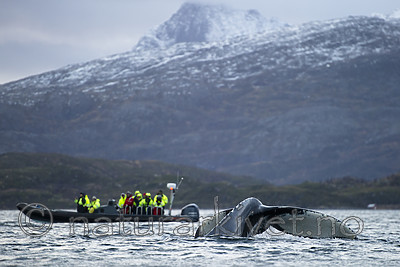 BB 15 0601 / Megaptera novaeangliae / Knølhval